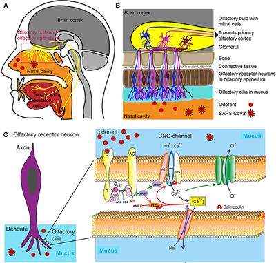 Loss of Olfactory Function—Early Indicator for Covid-19, Other Viral Infections and Neurodegenerative Disorders